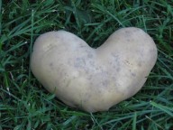 Srdce - brambor